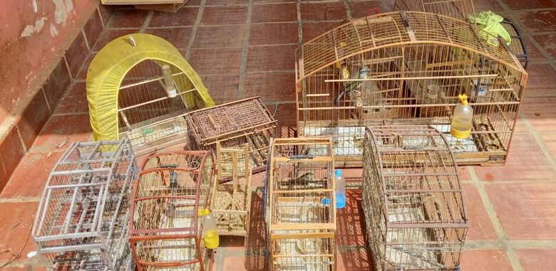 PM Ambiental resgata aves mantidas em cativeiro em Mogi