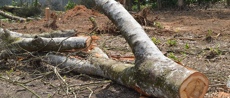 Desmatamento da  Mata Atlântica na região chega a 157 hectares