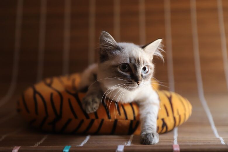 Campanha ‘Baby, me leva!’ conta com 39 gatos em busca de um lar