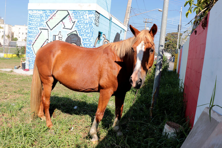 Meio Ambiente resgata cavalo abandonado na Marginal do Una