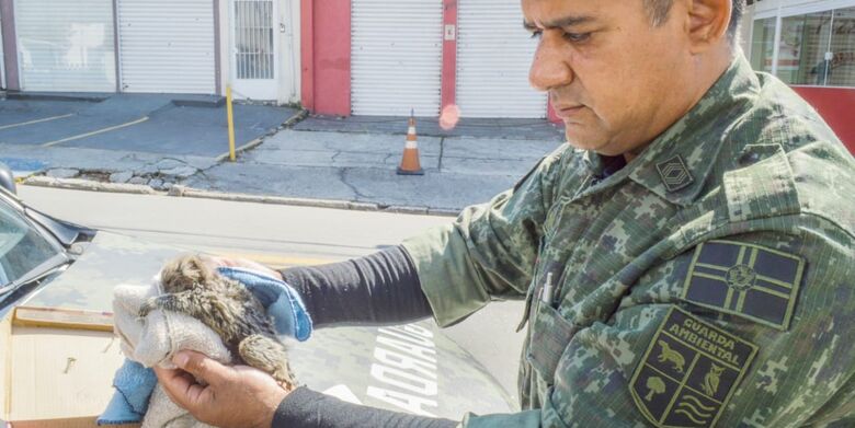Guarda Ambiental de Itaquá resgata sagui-de-tufo-branco