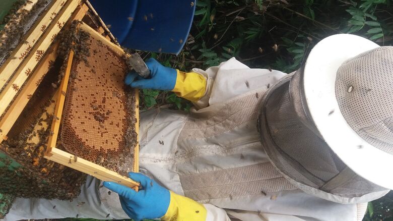 Condemat participa de APL para fortalecer cadeia produtiva do mel na região