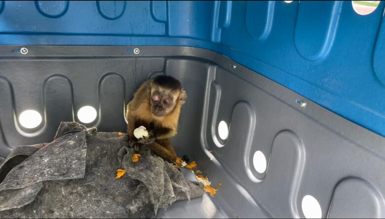 Macaco-prego é resgatado em Ferraz