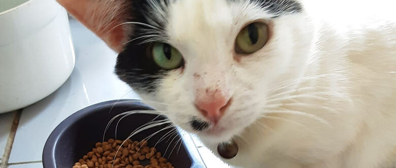 Maioria dos pet shops de Suzano registra aumento de até 10% nos preços das rações