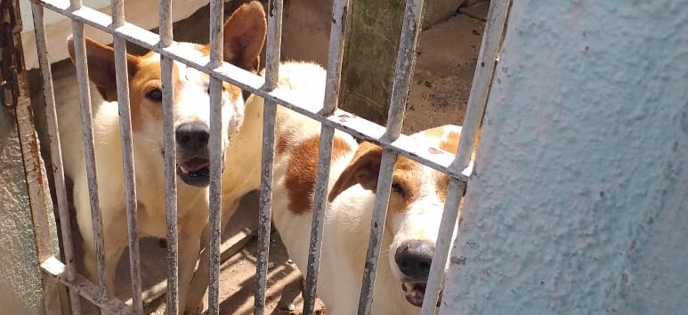 ONG resgata 81 animais vítimas de maus-tratos neste ano em Suzano