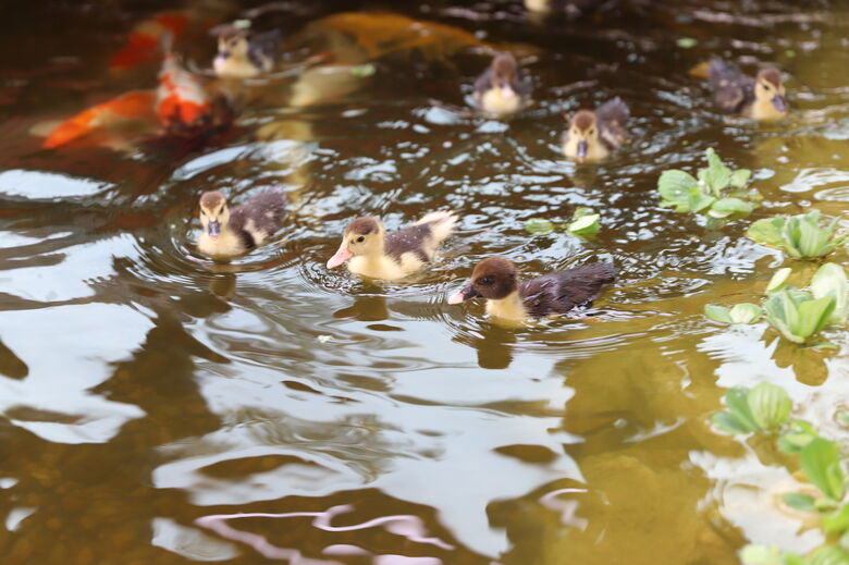 Viveiro Municipal começa o ano com nascimento de seis patos