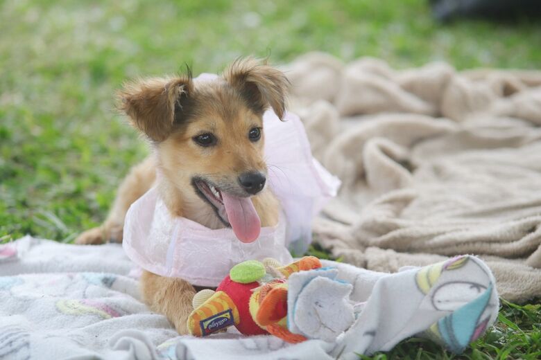 'Baby, Me Leva’ começa 2022 com 60 animais disponíveis para adoção