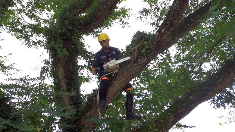 Secretaria de Meio Ambiente reforça orientações sobre poda de árvores