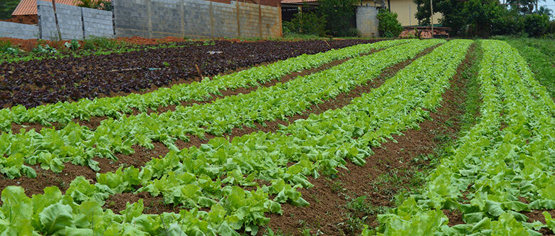 Agricultura marcada também pelos imigrantes. Em Suzano, parte dos produtores é da colônia japonesa