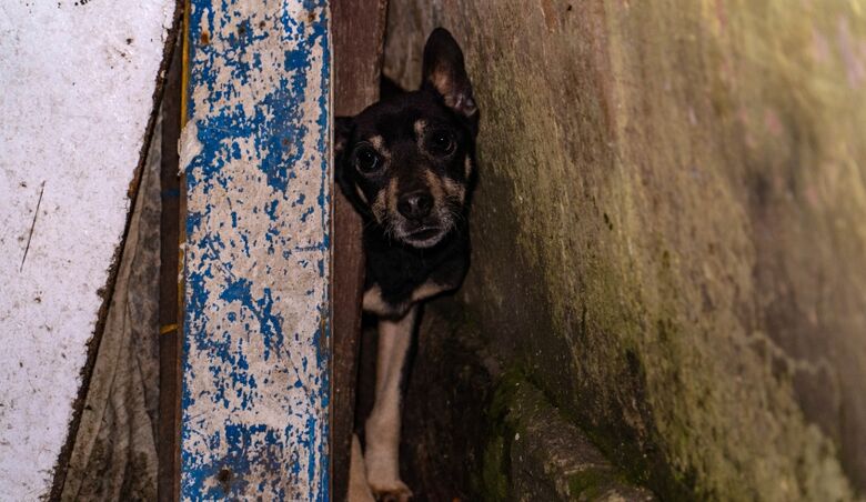 GCM de Mogi prende dois homens por suspeita de maus tratos a animais