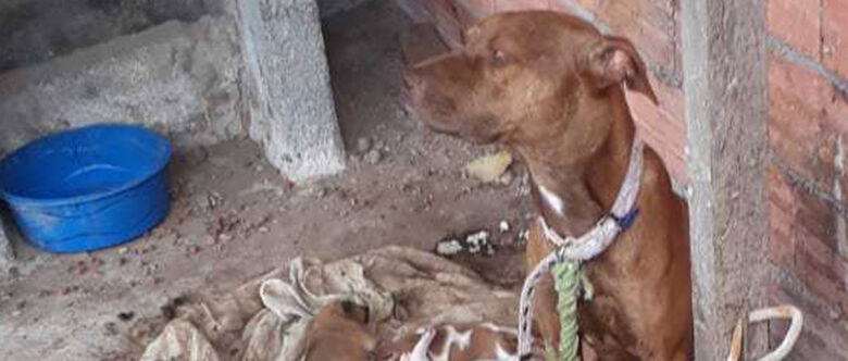 Secretaria concluiu o processo de resgate de oito cães vítimas de abandono e maus-tratos 