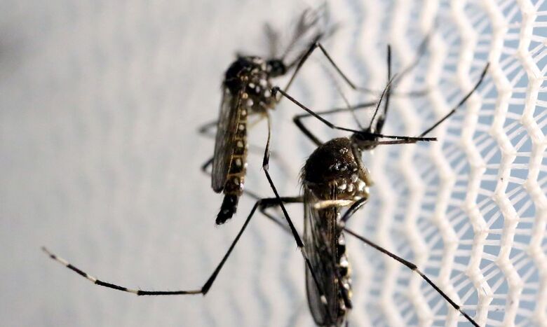 São, ao menos, 50 casos de dengue até agora registrado nas cidades da região