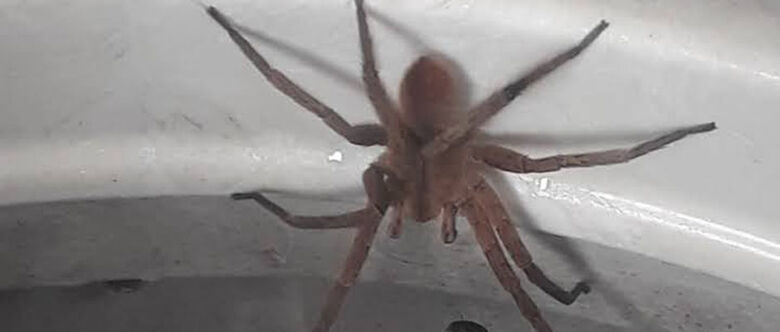 Moradores de condomínio flagram aranhas e cobras em suas casas (5) copiar