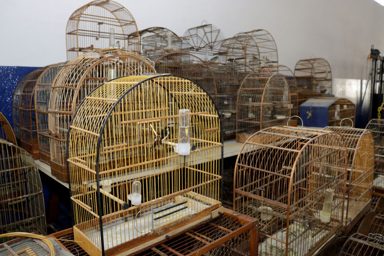 GCM localiza 54 pássaros silvestres em Palmeiras