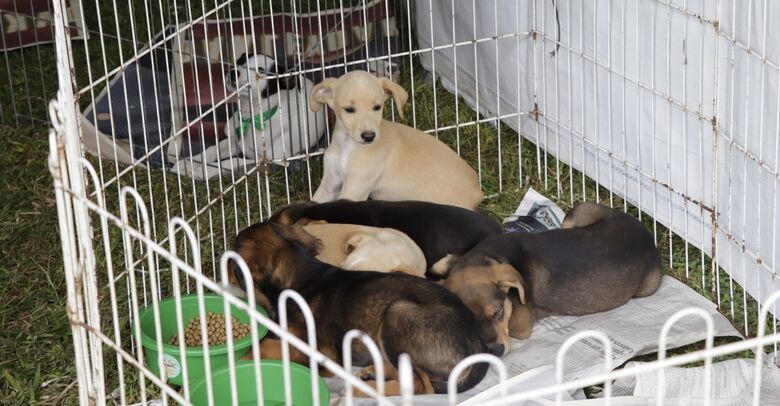 Parque Max Feffer recebe nova edição do 'Baby, me Leva!' neste domingo