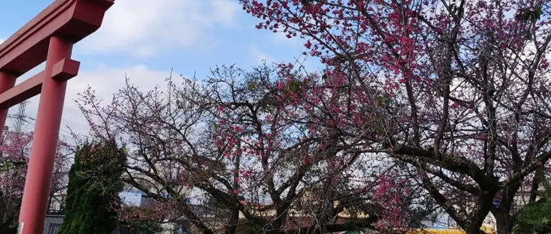 Festa será neste sábado no Bunkyo em Suzano