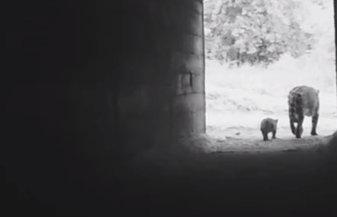 Estruturas funcionam como 