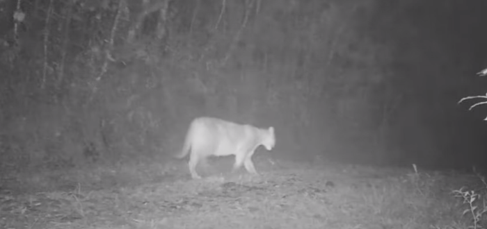 Onça-parda prenha é flagrada pela segunda vez no Parque das Neblinas