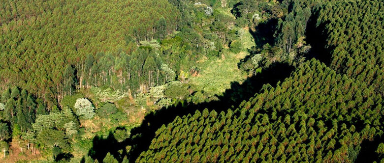 Suzano atingiu a marca de 13.186 hectares de matas nativas de Mata Atlântica em processo de restauração