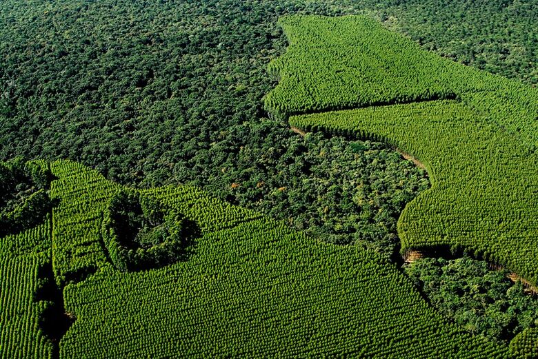 Suzano restaura 13 mil hectares de Mata Atlântica no Estado de São Paulo