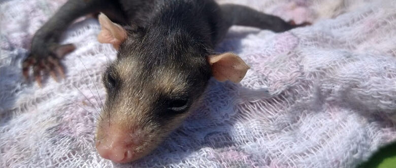 Resgate foi feito pelo Grupamento Ambiental