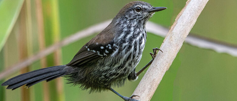 Metas de conservação da biodiversidade