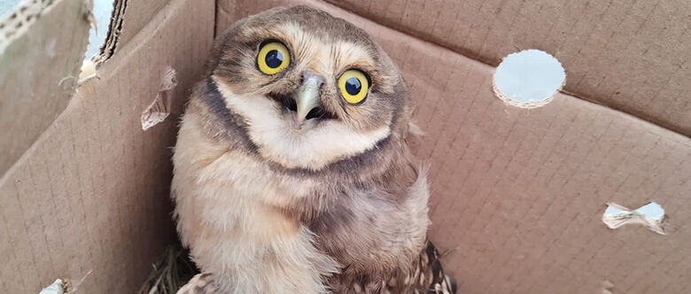 Coruja foi resgatada pela GCM em Suzano