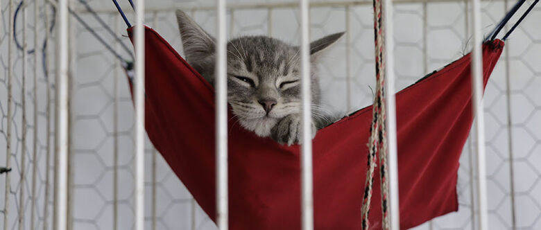 São geralmente animais dóceis, mas podem apresentar comportamentos agressivos