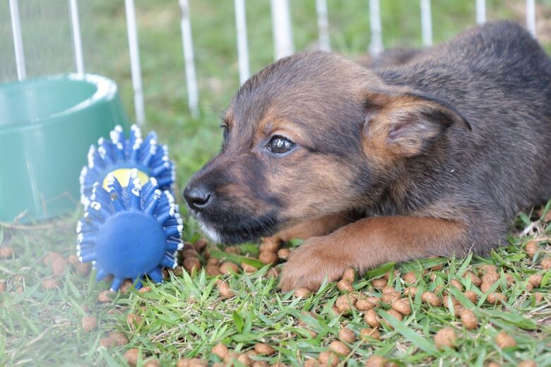 Projeto 'Baby, me Leva!' tem último evento do ano neste domingo