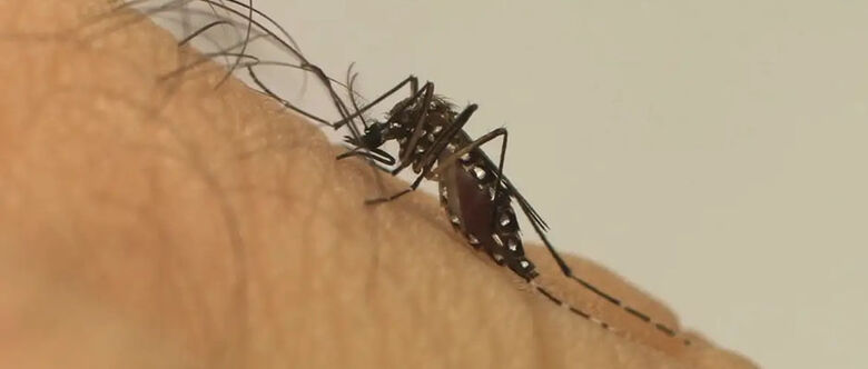 Expectativa de vacina para combater a dengue, provocada pelo mosquito. Prefeituras aguardam orientação do Ministério da Saúde