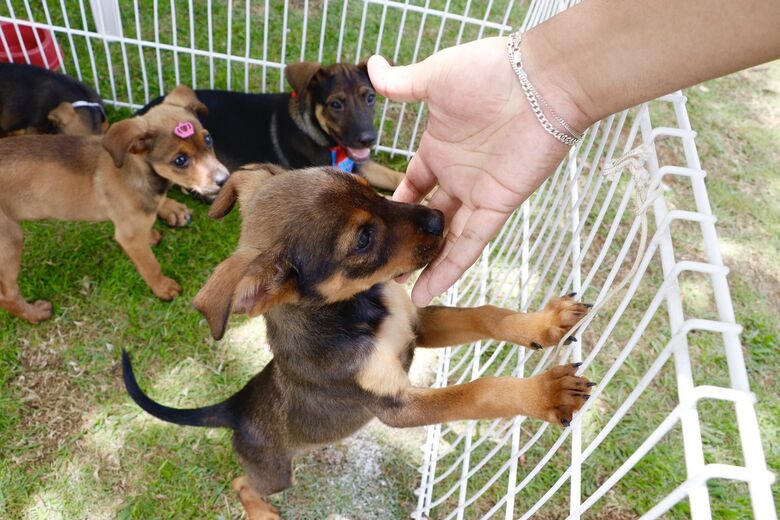 'Baby, me Leva!' já soma 37 animais adotados no ano
