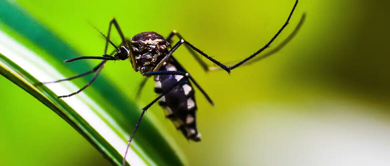 Casos de dengue crescem 74,4% em 5 dias e chegam a 1.052 registros no Alto Tietê