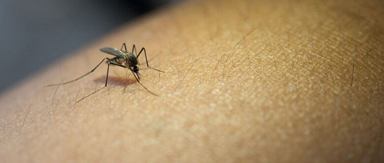 Casos de dengue na região crescem 4,5% em três dias e chegam a 2,7 mil