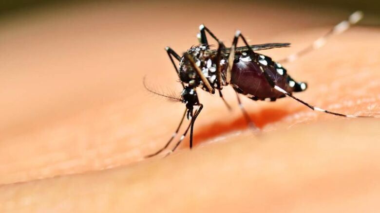 Estado de São Paulo decreta emergência para dengue