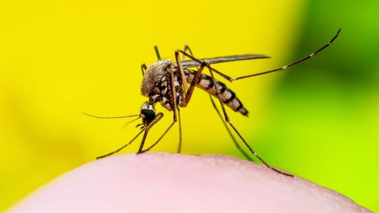 Mulher de 102 anos é a 14º óbito por dengue em Mogi