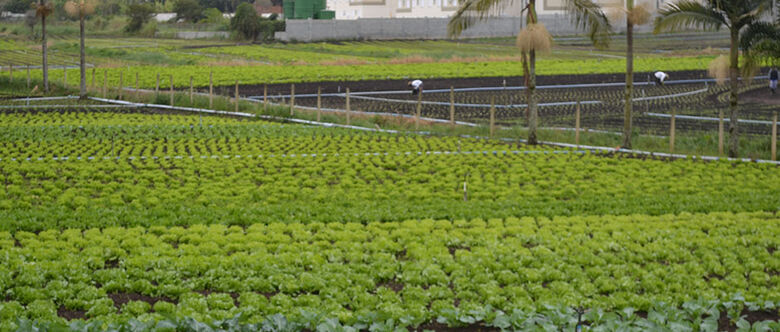 Frio aumenta tempo médio de colheita de hortaliças em quase 35%