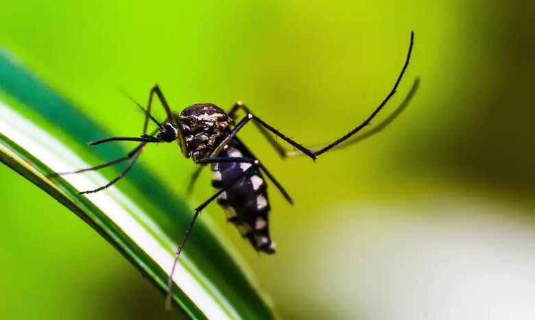 Mogi das Cruzes confirmou o 15º óbito por dengue