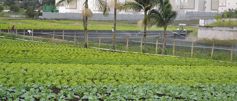 Produtores rurais contabilizam prejuízos devido ao frio no Alto Tietê