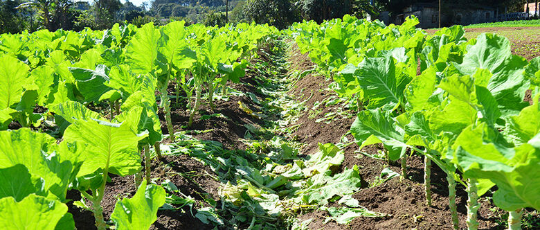 Produção rural enfrenta geada e contabiliza prejuízos com baixas temperaturas 