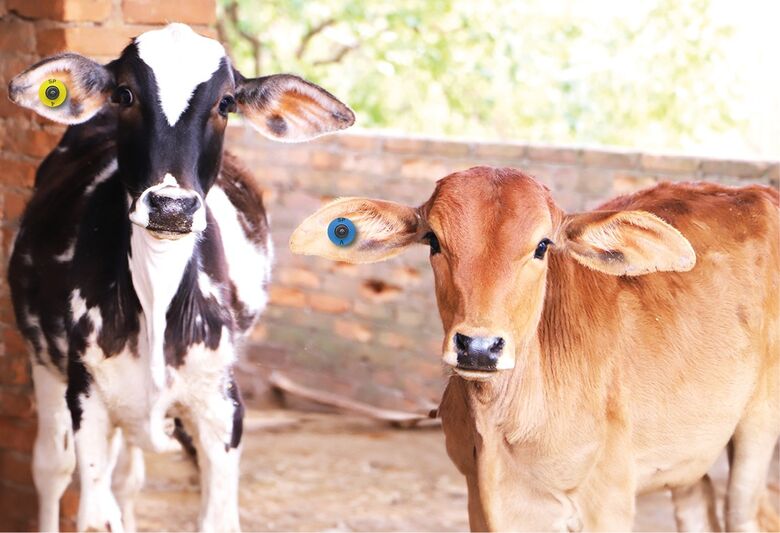 Marcação de bovinos a fogo deixa de ser obrigatória em São Paulo