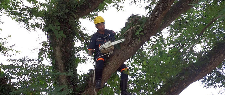 Prefeituras intensificam trabalho de poda de árvore para evitar incidentes