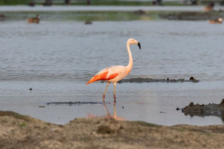 Flamingo-Chileno se alimenta de pequenios crustáceos em corpos d'água