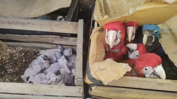 Animais  estavam em caixas improvisadas de papelão e madeira