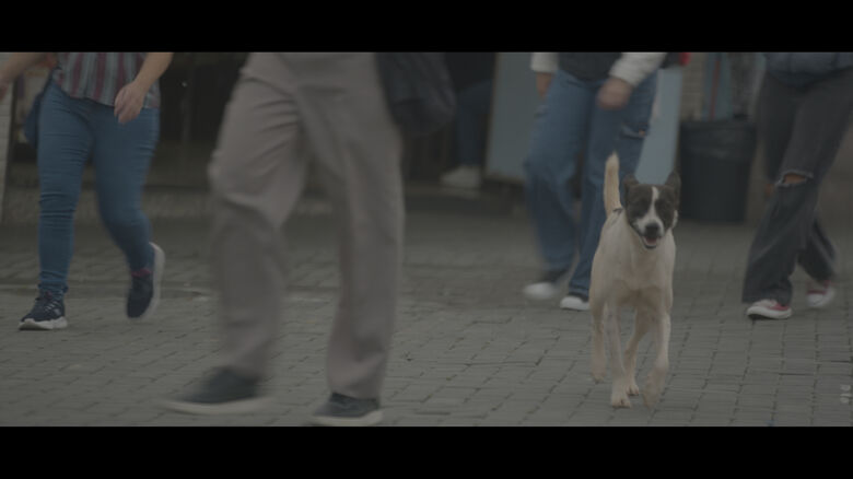 Cães de rua em cena: 