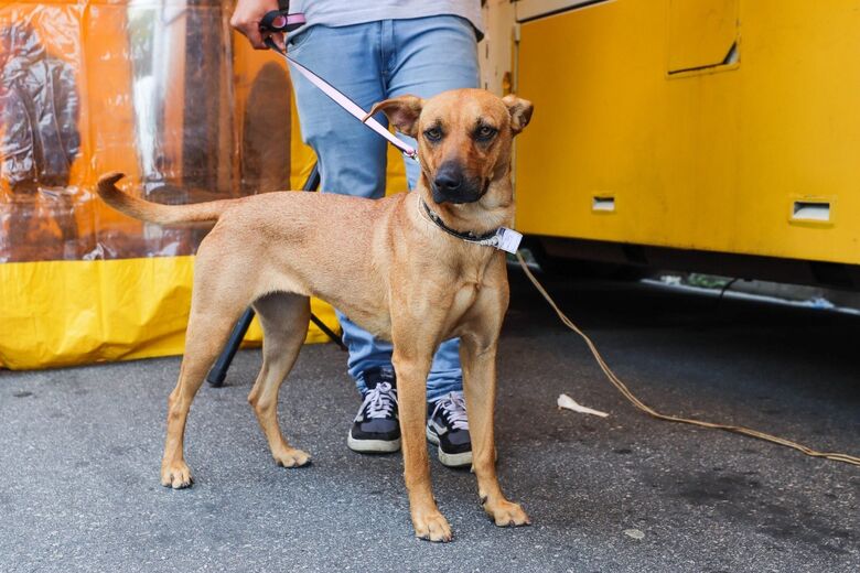 Mais de 300 animais sem raça definida passarão pelo procedimento