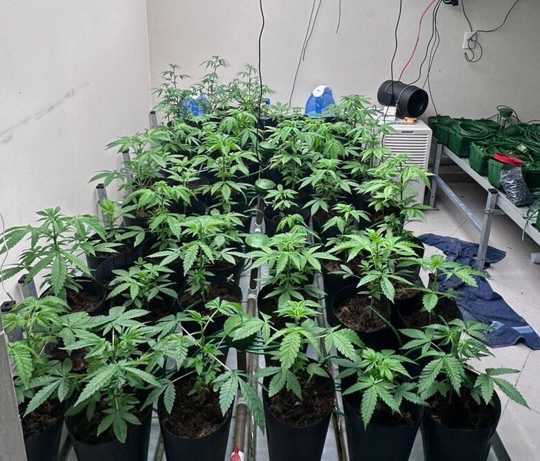 Policiais descobrem laboratório que transformava maconha em 