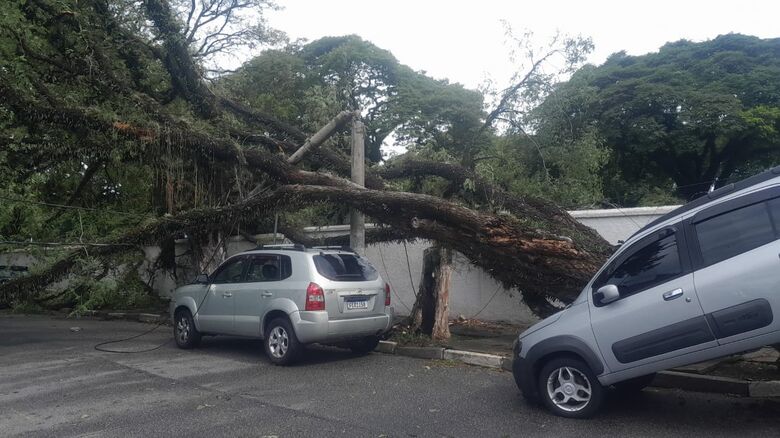 Ventania provocou quedas de árvores; foram mais de 700 ocorrências