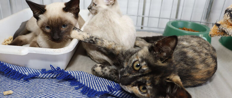 Projetos garantem novo lar para os pets