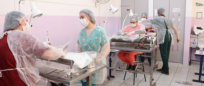 Alto Tietê soma pelo menos 1.130 castrações de animais por mês