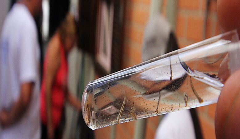 O objetivo é promover o controle de larvas do mosquito Aedes aegypti